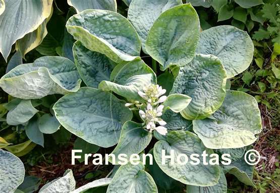 Hosta Evelyn McCafferty